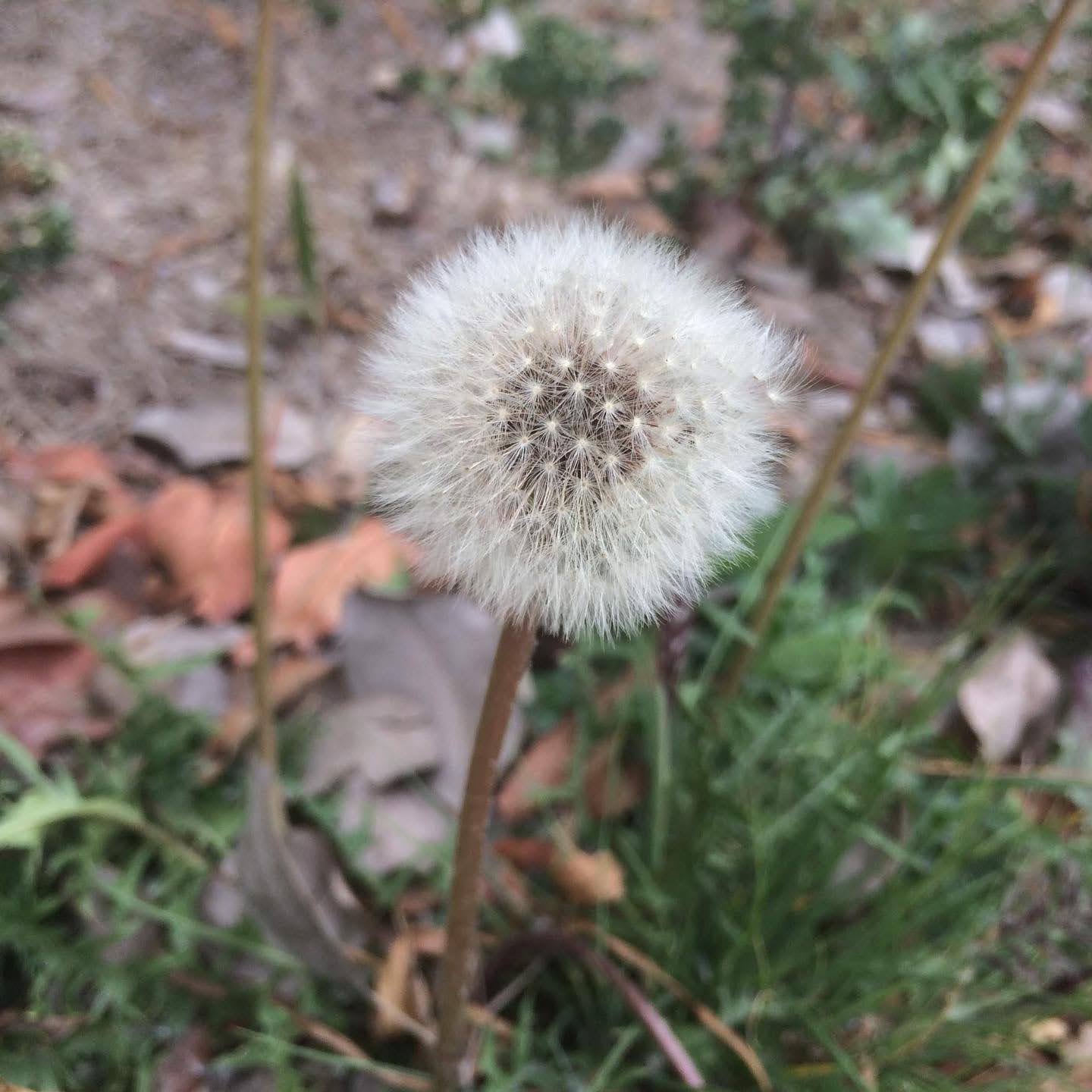 Dandelion