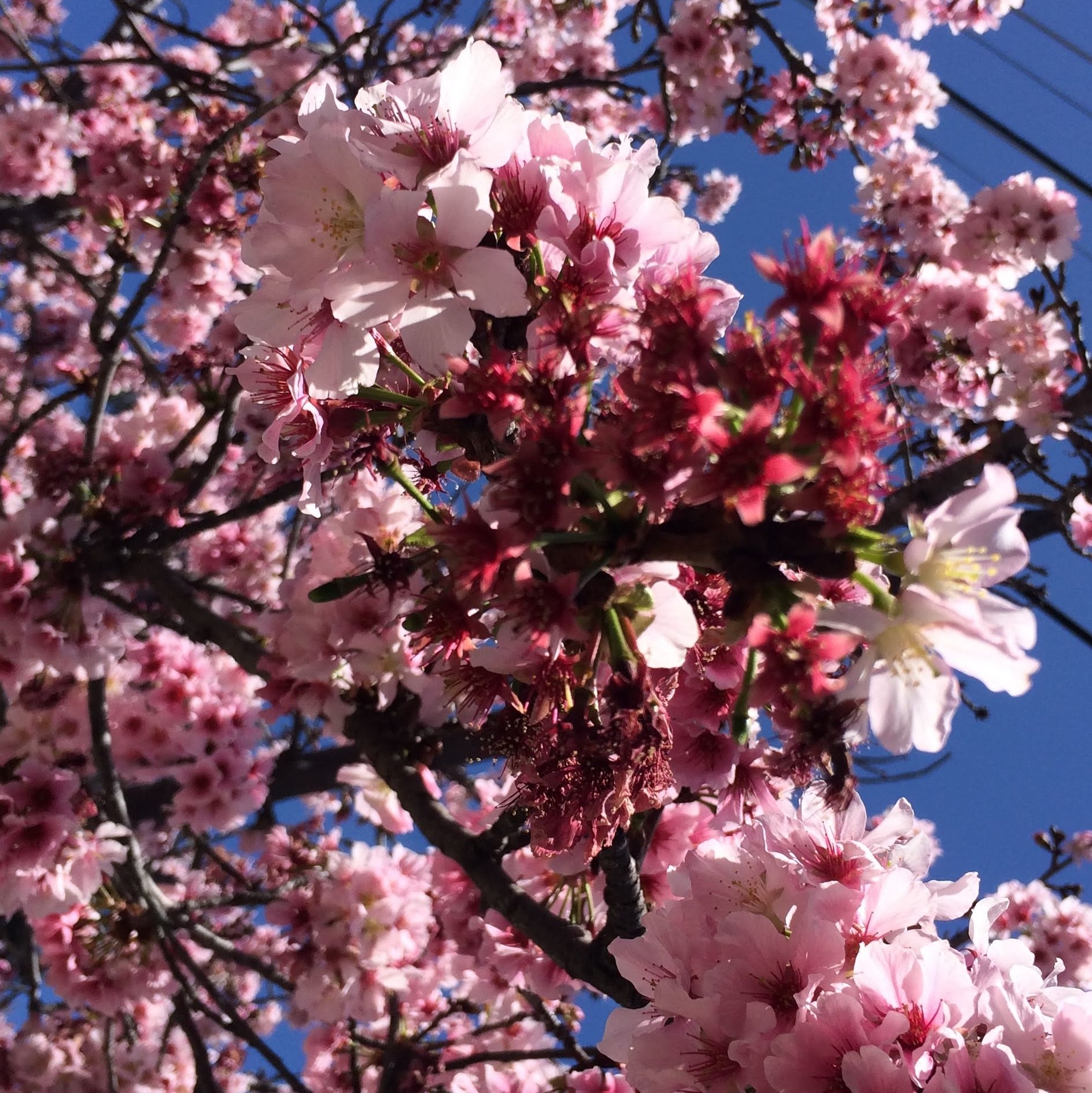 Sakura