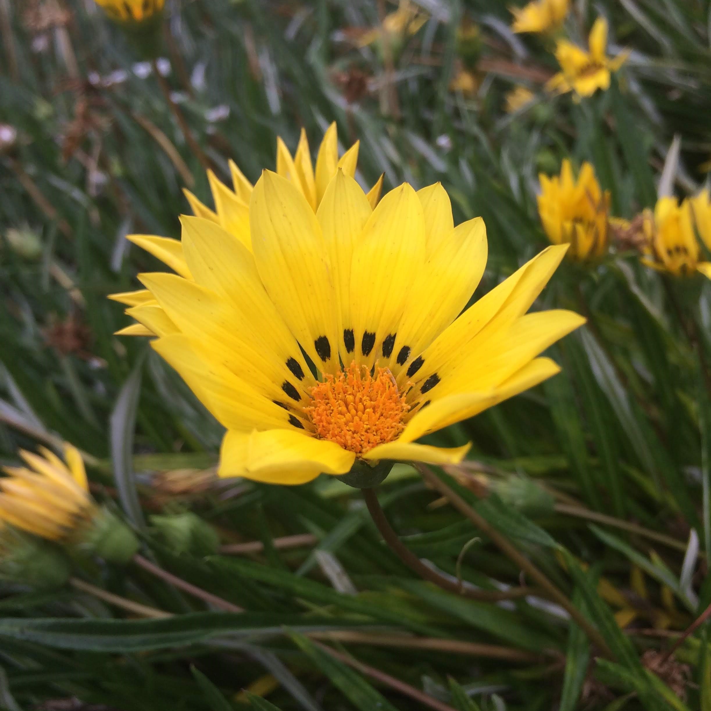 Yellow Flower