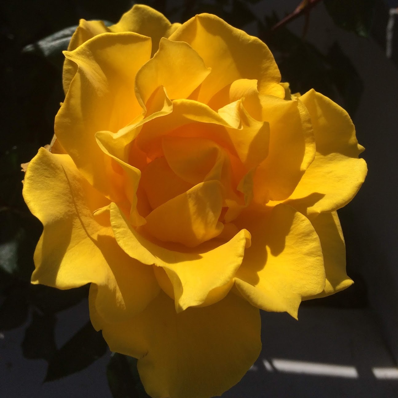 Yellow Rose